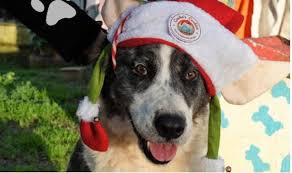 Jardim da República recebe Cãominhada de Natal no próximo sábado