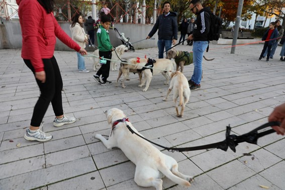 Dezenas de patudos animam a cidade na época natalícia